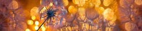 Кухонный фартук Мерцание Одуванчики золотистые 3 серебро в Дудинке - dudinka.katalogmebeli.com | фото