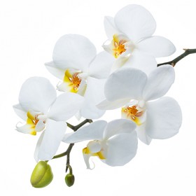 Стол обеденный Танго белый/Орхидея в Дудинке - dudinka.katalogmebeli.com | фото 3